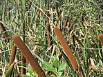IMG_8859
