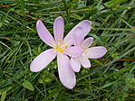 Őszi kikerics (Colchicum autumnale)