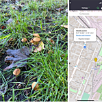 szemétgomba GCFUST környékén