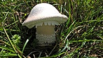 WP_20201022_11_34_47_Pro