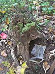 IMG_20201023_145554_resize