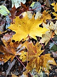 IMG_20201026_104116