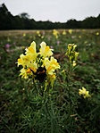 IMG_20201011_162630