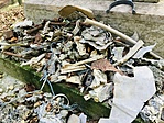 IMG_2536