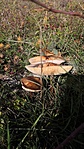 IMG_20201027_121223