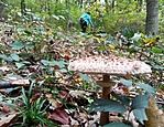 IMG_20201024_130559_DRO