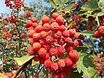 Madárberkenye (Sorbus aucuparia)