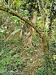 GCSOMV2