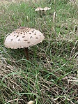 IMG-0e5673f05282ace495c41472f3483010-V