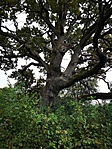 IMG_20201003_124353