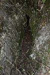 HER_3524_tn