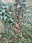 IMG_20201128_092807_1