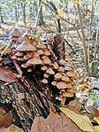 IMG_20201107_115613