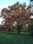 IMG_20201101_160536
