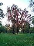 IMG_20201101_161323
