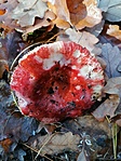 IMG_20201108_112842