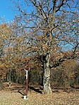 IMG_20201108_113206