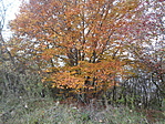 DSC07899