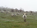 DSC07881