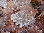 DSC08075