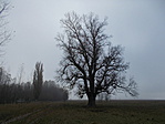 Szürke nyár (Populus canescens)