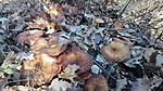 IMG_20201117_135651