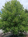 IMG_20200713_124544