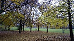 IMG_20201111_130341