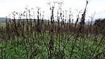 DSC00236