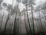 IMG_20201220_114538