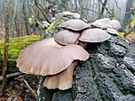 IMG_20201220_121128