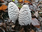 IMG_20201220_122729