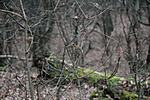 IMG_0540