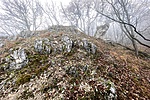 IMG_7229
