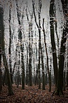 IMG_9201