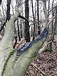 IMG_7575