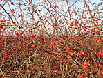 DSC08923