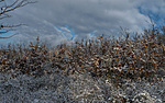 _DSC5154_PANO