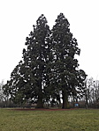 Hegyi mamutfenyők (Sequoiadendron giganteum)