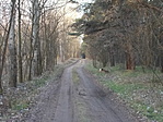 Szarvastehén