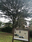A cédrus