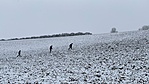 IMG_7950