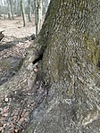 Geoládás fa