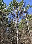 IMG_20210313_120028