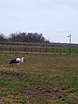 IMG_20210315_143646_1