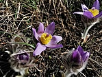 IMG_20210307_125325