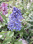 Duna-völgyi csillagvirág (Scilla vindobonensis)