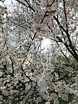 IMG_20210403_171907
