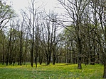 Ásotthalmi erdő