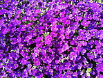 Pázsitviola a templom előtt (Aubrieta species)